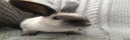 Rex rabbits for sale: Beautiful velvet mini Rex & Rex rabbits - Advert 4