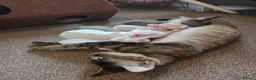 Devon Rex cats for sale: 🐾 Expected Devon Rex Kittens–August 2026 🐾 - Advert 25