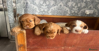 Cocker Spaniel dogs in Gravesend - Advert 9