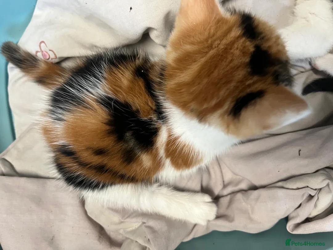 Mixed Breed cats for sale: Stunning MixedBreed Calico & TortoiseShell Kittens - Advert 4
