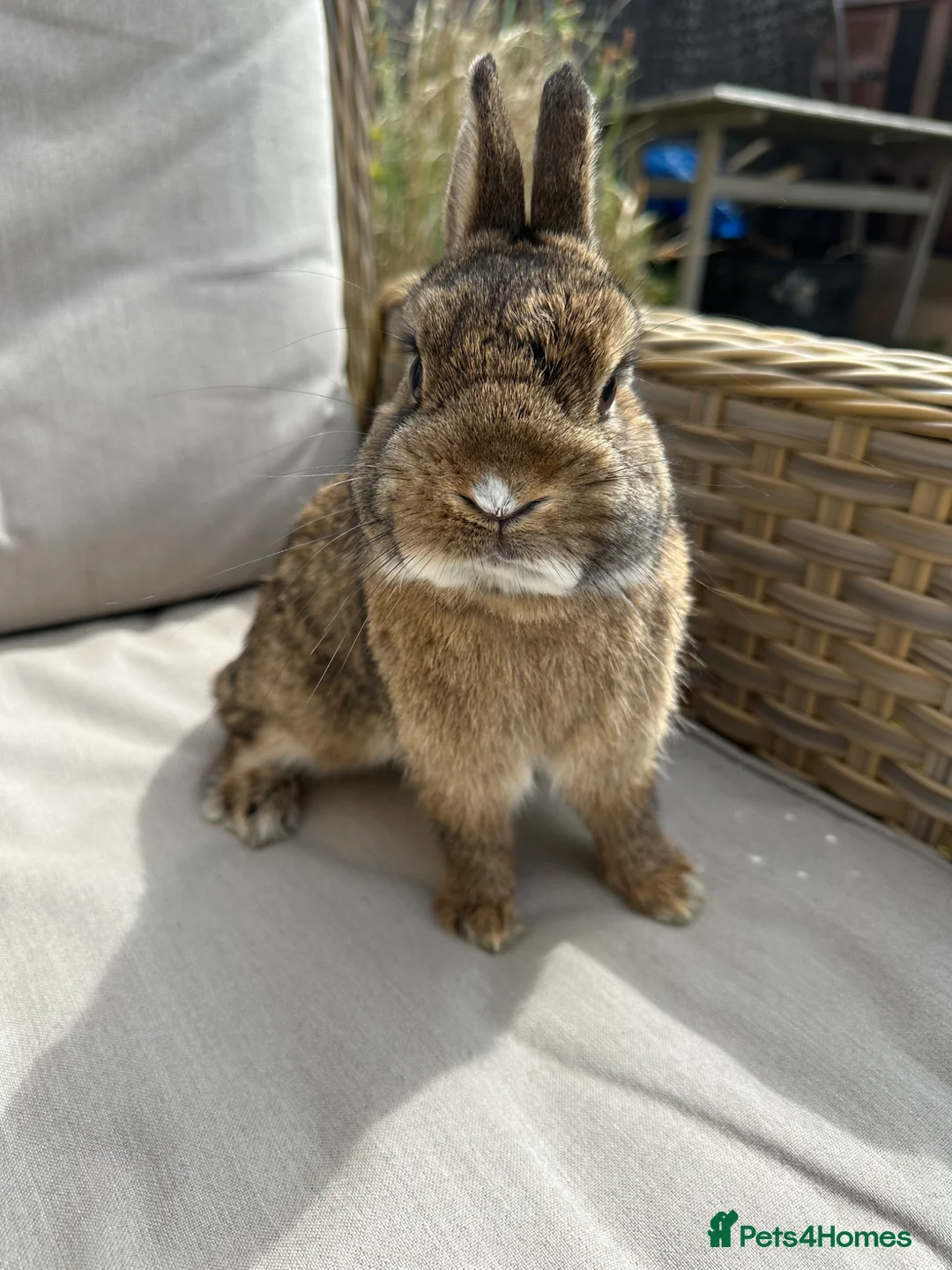 Netherland Dwarf rabbits for sale: Netherlands dwarf buck. - Advert 1