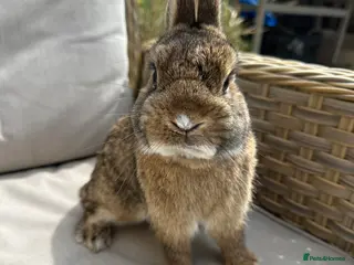 Netherland Dwarf rabbits Netherlands dwarf buck. - Advert 1