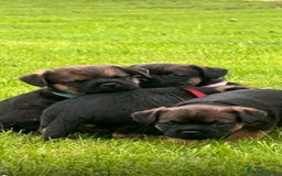 Border Terrier dogs for sale: Border terrier  - Image 10