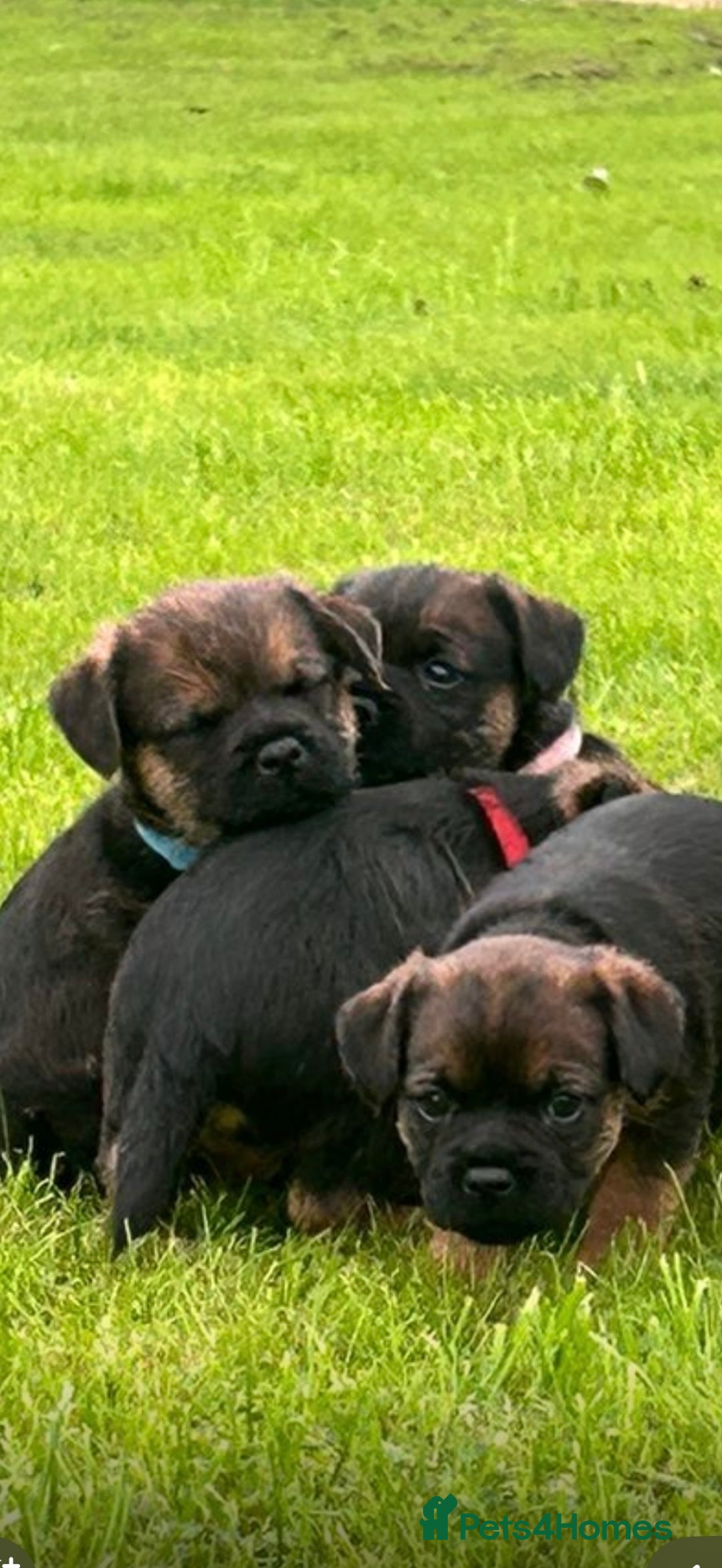 Border Terrier dogs for sale: Border terrier  - Image 10