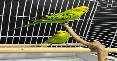 Budgerigars birds - Advert 4