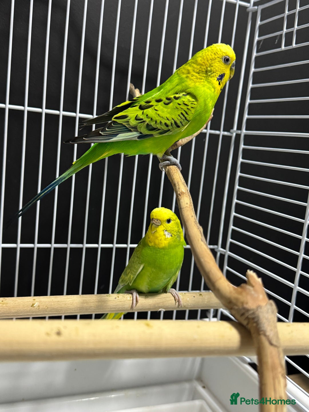 Budgerigars birds for sale: Beautiful Pair of Budgies  - Image 3