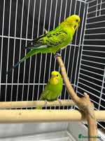 Budgerigars birds - Advert 11