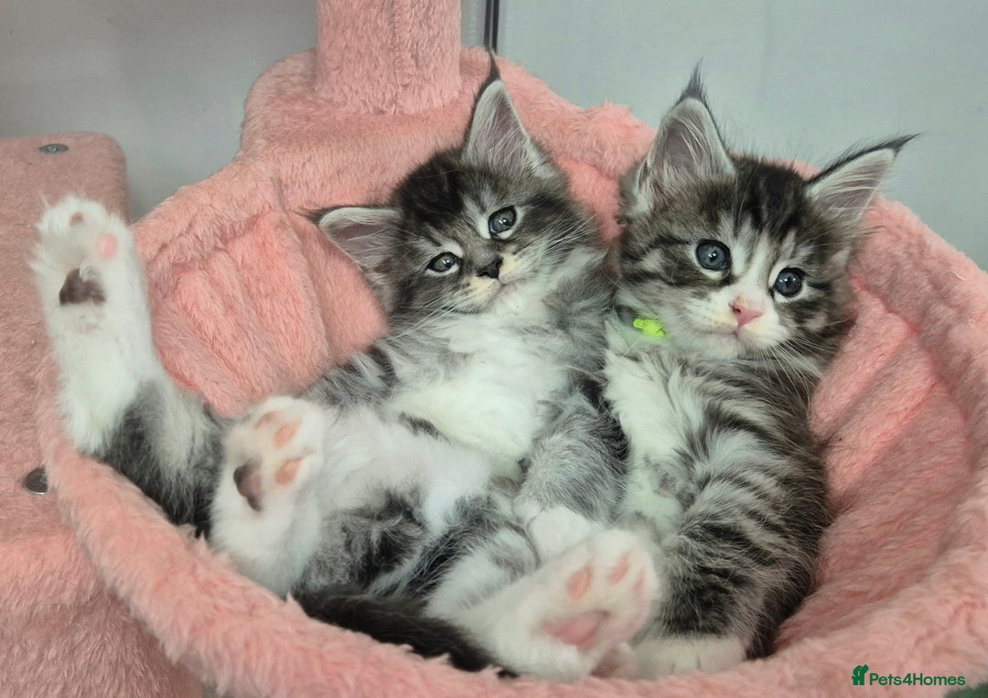 Maine Coon cats for sale: 🎀 Outstanding GCCF Pedigree Maine Coon Kittens 🎄 - Advert 6