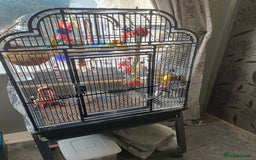 Lovebirds birds for sale: Lovebirds  - Image 3