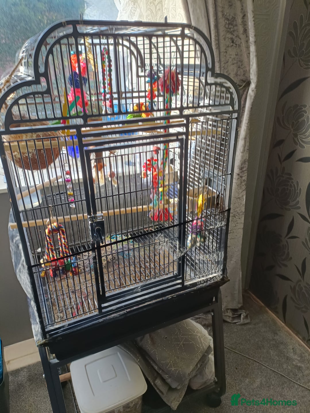 Lovebirds birds for sale: Lovebirds  - Image 3