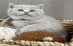British Shorthair cats for sale: 5 Star - BSH Litter (Two Cinnamon, Fawn & Lilac) - Image 18