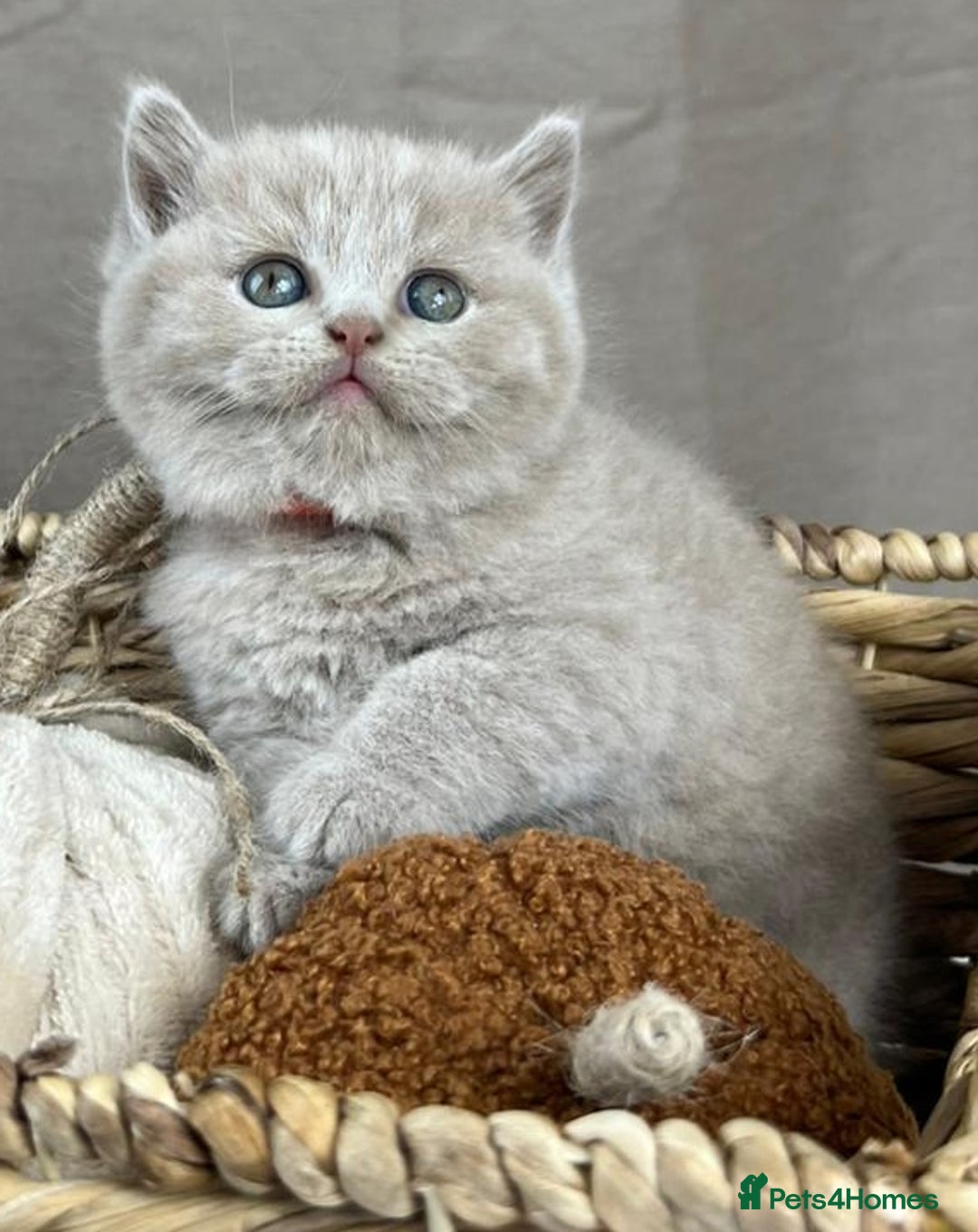 British Shorthair cats for sale: 5 Star - BSH Litter (Two Cinnamon, Fawn & Lilac) - Image 18
