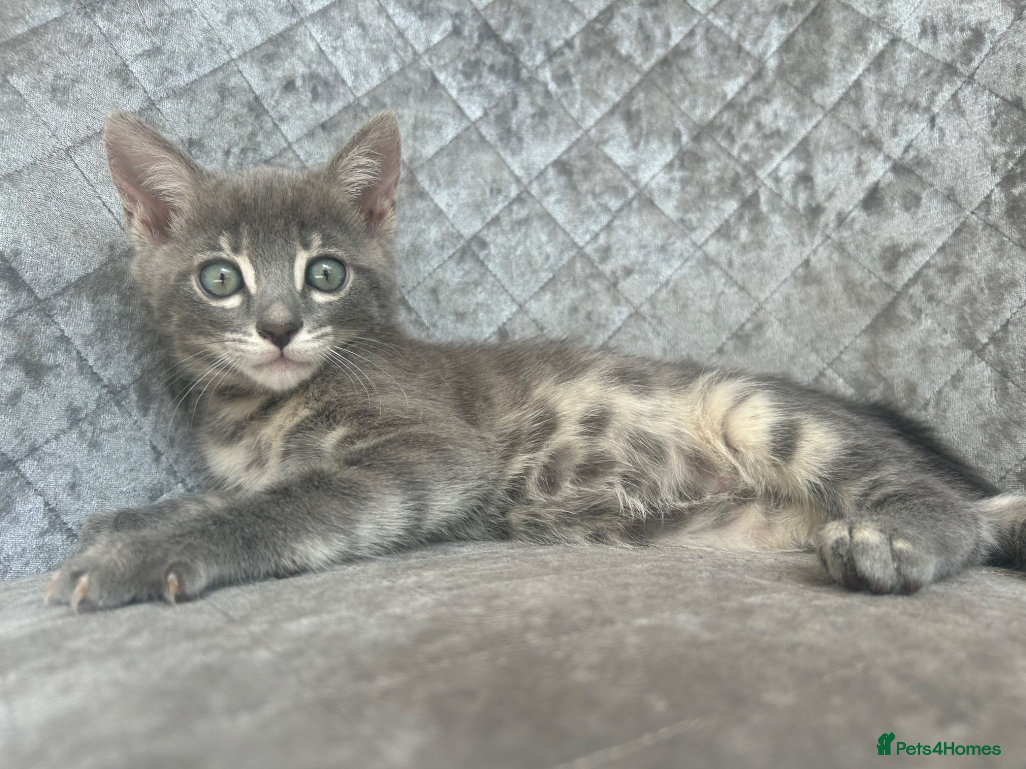 Bengal cats 3 Beautiful Blue Female TICA Reg Bengal kittens  - Advert 18