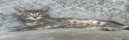 Bengal cats for sale: 3 Beautiful Blue Female TICA Reg Bengal kittens  - Advert 4