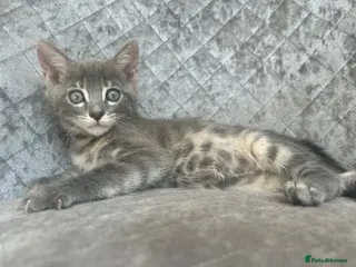 Bengal cats 3 Beautiful Blue Female TICA Reg Bengal kittens - Advert 18