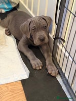 Mixed Breed dogs - Advert 8