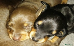 Miniature Dachshund dogs for stud: Black & Tan - Carrying Chocolate (3.8kg) in Dalry - Image 6