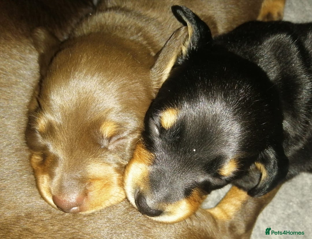 Miniature Dachshund dogs for stud: Black & Tan - Carrying Chocolate (3.8kg) in Dalry - Image 6