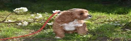 Cavapoo dogs for sale: Ready Now F1 Toy Cavapoo Puppies Health Tested - Advert 23