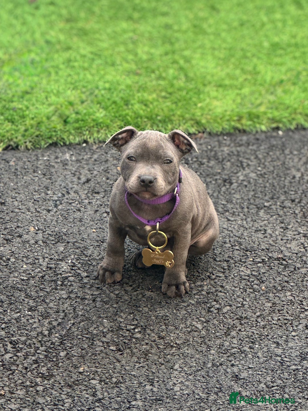 Staffordshire Bull Terrier dogs for sale: Quality Black to blue Staffordshire bull terrier - Image 27