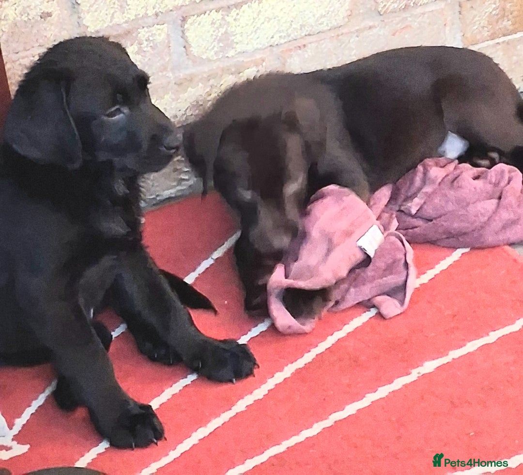 Labrador Retriever dogs for sale: Stunning big pedigree labrador puppies - Advert 14
