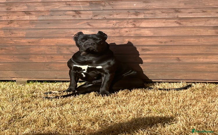 Cane Corso dogs - Advert 1