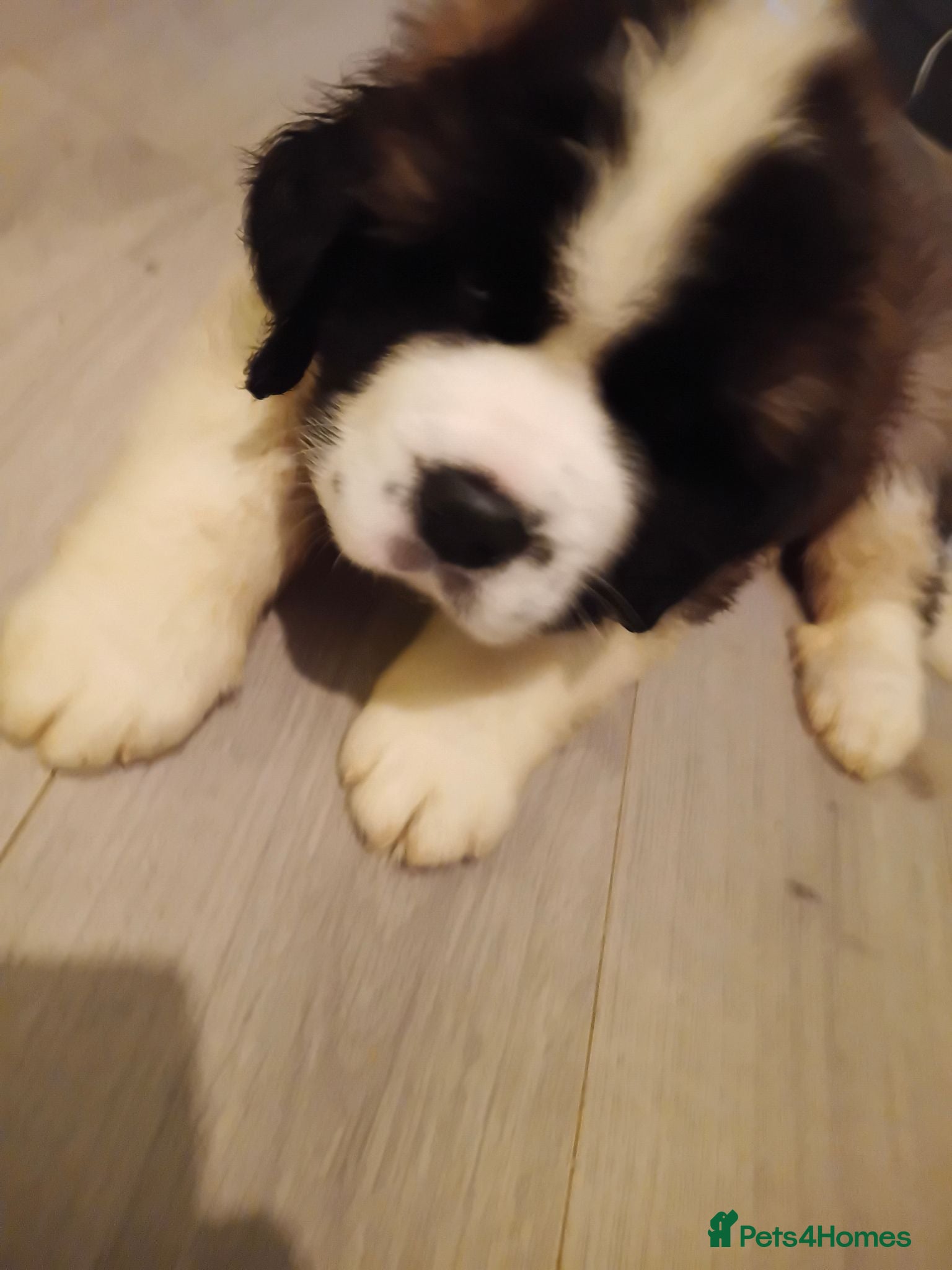 Saint Bernard dogs St Bernard kc registered puppies - Advert 2