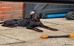 Mixed Breed dogs for sale: Laizhou Hong - Chinese Red Dog puppies - Image 3