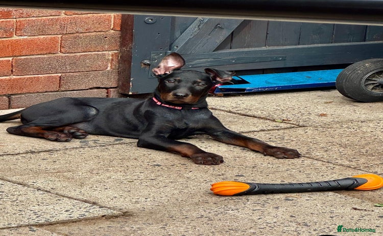 Mixed Breed dogs - Advert 10