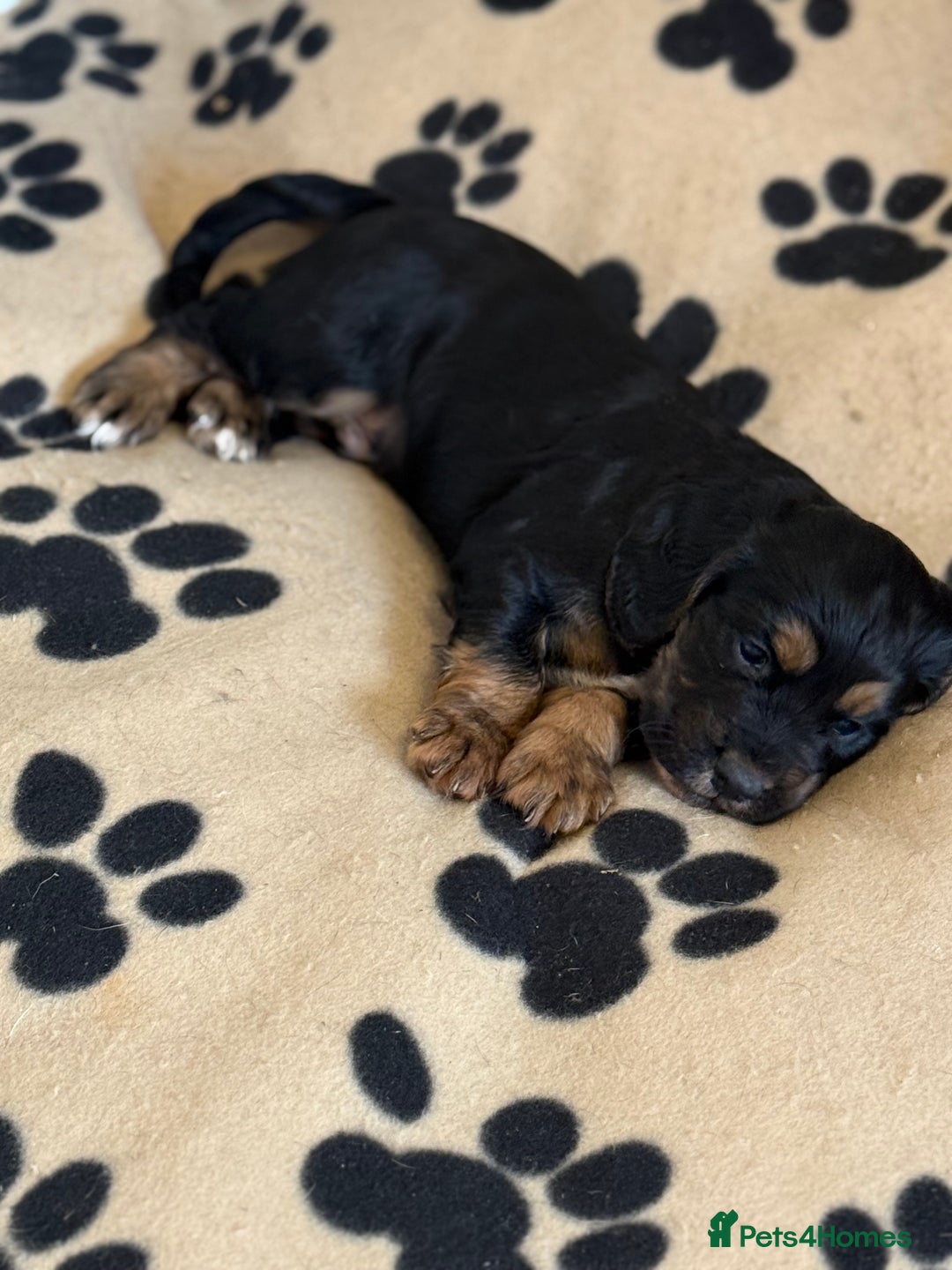 Cocker Spaniel dogs for sale: Fantastic working Cockspaniel puppy - Advert 4