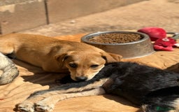 Mixed Breed dogs for adoption: Snoop needs a home with another dog! - Image 3