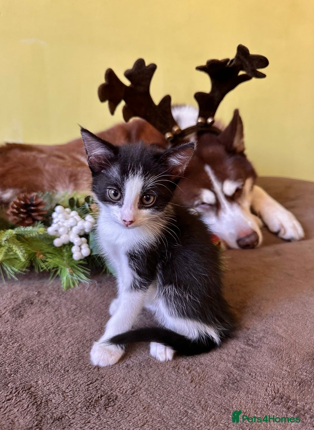 Mixed Breed cats for sale: Kittens from half Siamese mum - Advert 22