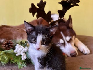 Mixed Breed cats Kittens from half Siamese mum - Advert 3