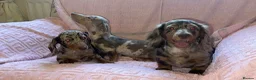 Miniature Dachshund dogs for sale: Miniature dadhaunds ready now  - Advert 2