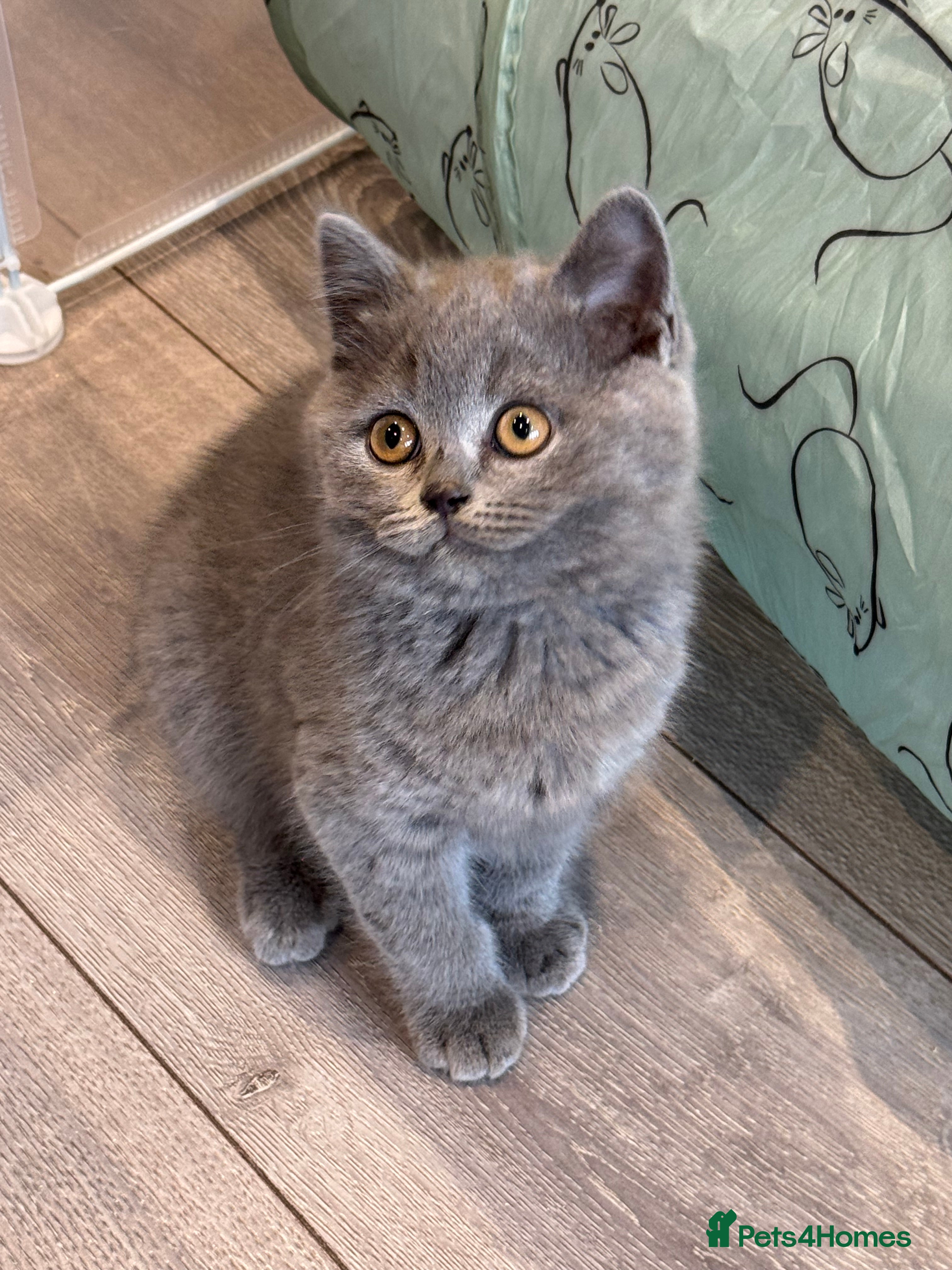 British Shorthair cats for sale: Beautiful Tica Registered Kittens  - Advert 2