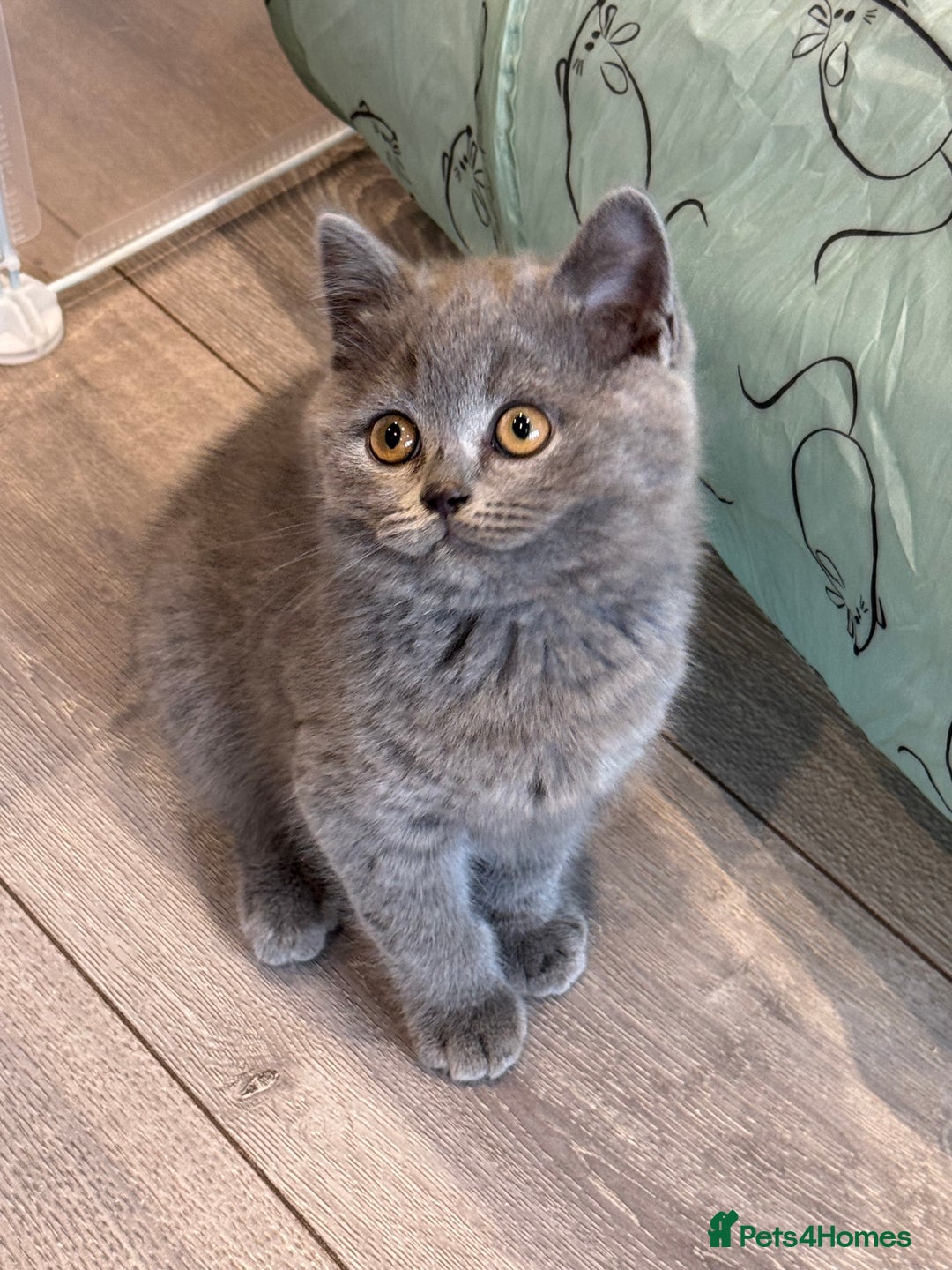 British Shorthair cats for sale: Beautiful Tica Registered Kittens  - Image 1