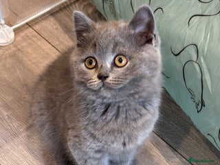 British Shorthair cats - Advert 17