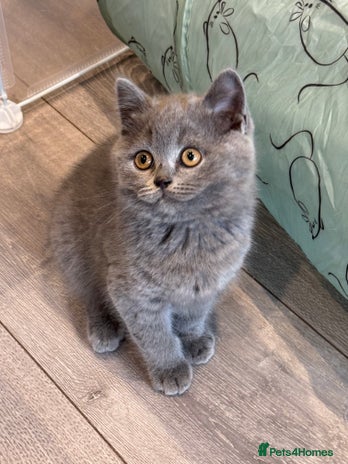 British Shorthair cats - Advert 5