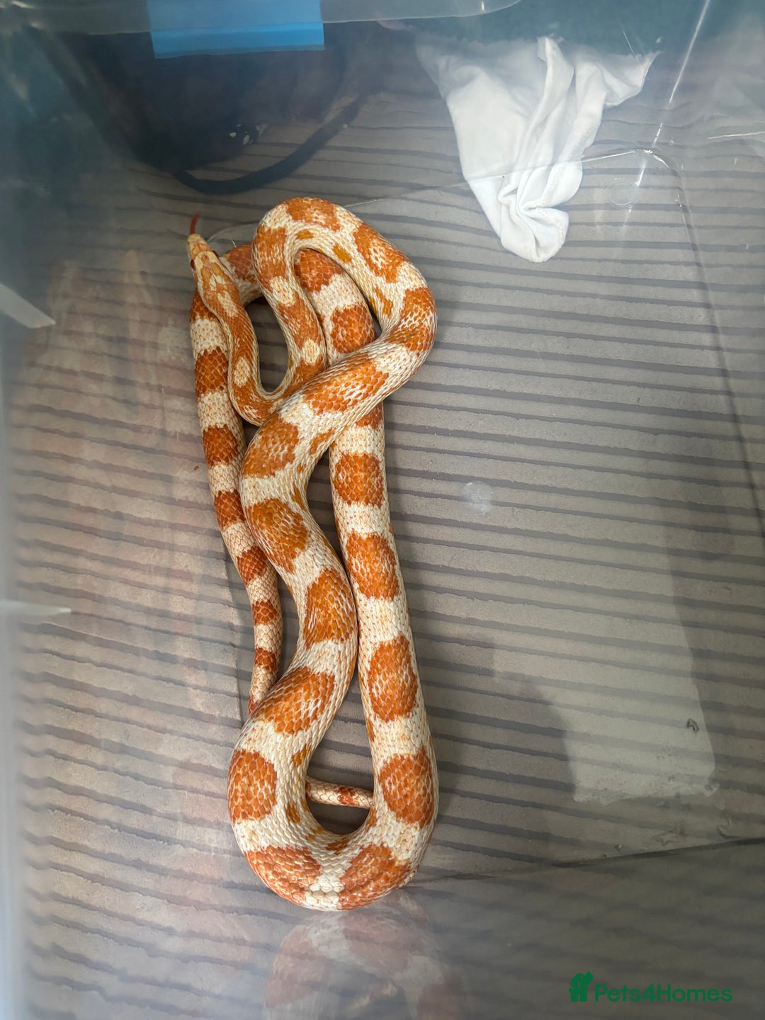 Corn Snake reptiles for sale: Albino Cornsnake and full set up.  - Image 2