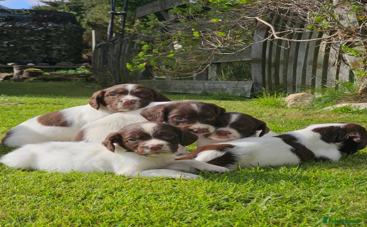 English Springer Spaniel dogs - Advert 5