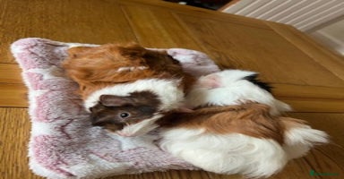 Guinea Pig rodents - Advert 8