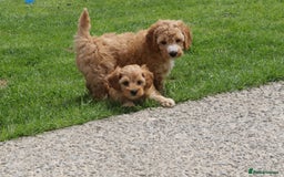 Cockapoo dogs for sale: Beautiful Cockapoo puppies for sale - Image 38