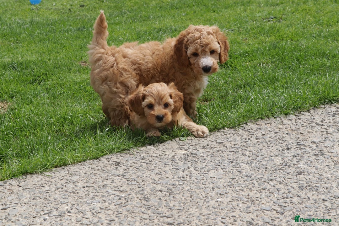 Cockapoo dogs for sale: Beautiful Cockapoo puppies for sale - Image 38