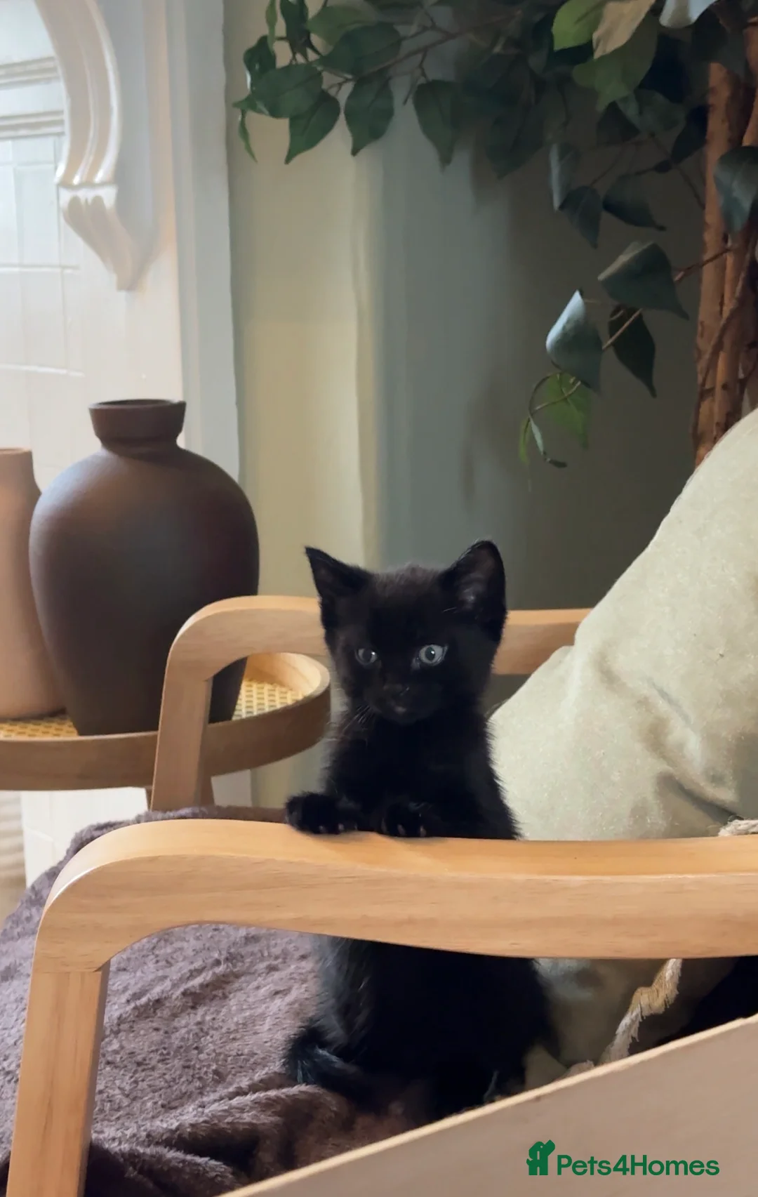 Mixed Breed cats for sale: Kittens looking for forever homes 🐾 - Advert 5