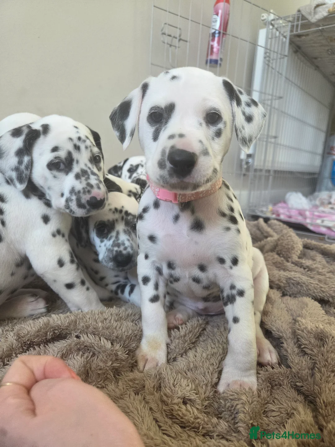Dalmatian dogs for sale: Gorgeous pups READY NEXT WEEK! in Wakefield - Advert 2