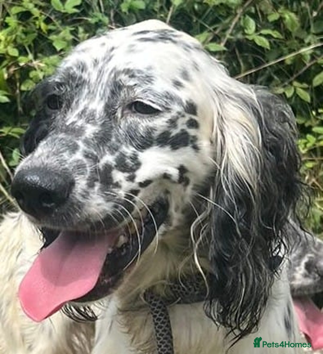English Setter dogs for adoption: Floss - Image 10