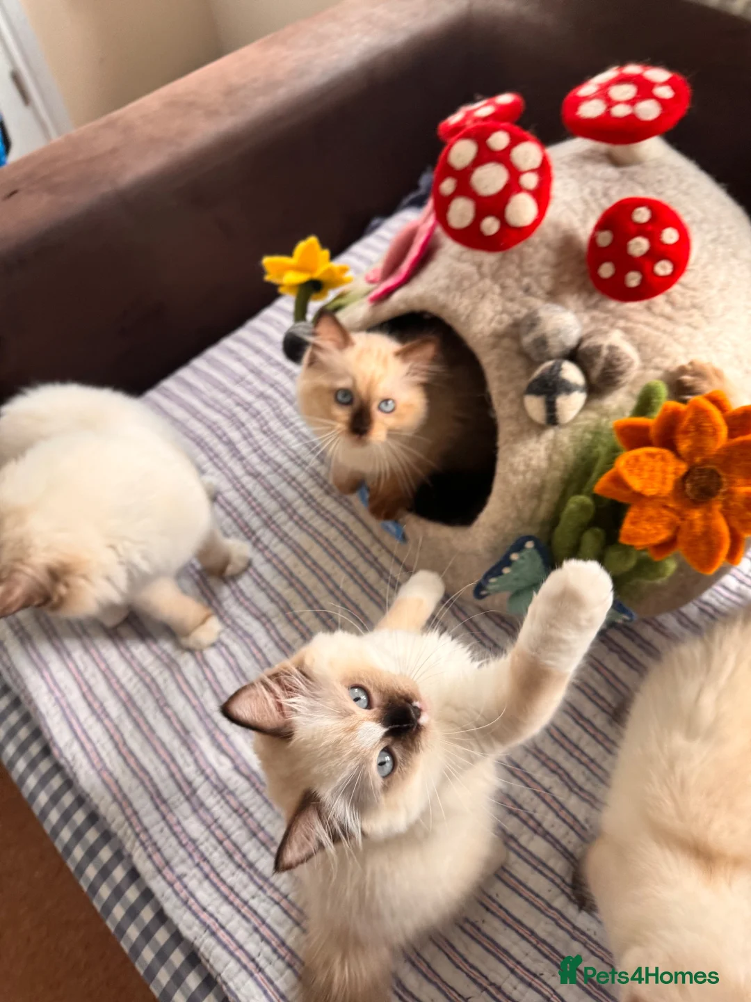 Ragdoll cats for sale: Stunning ragdolls kitten 🥰 - Advert 2