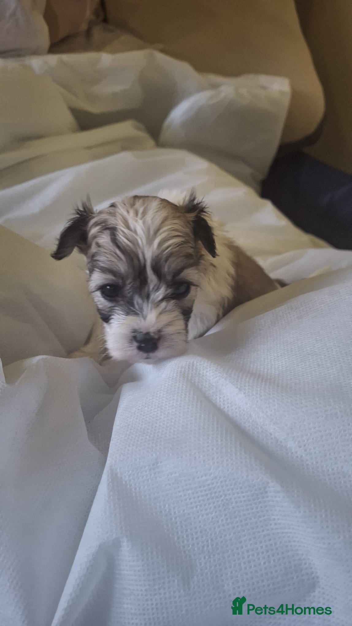 Mixed Breed dogs Shihchon puppies  - Advert 1