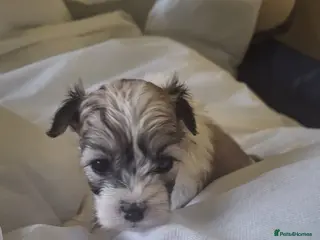 Mixed Breed dogs Shihchon puppies - Advert 1