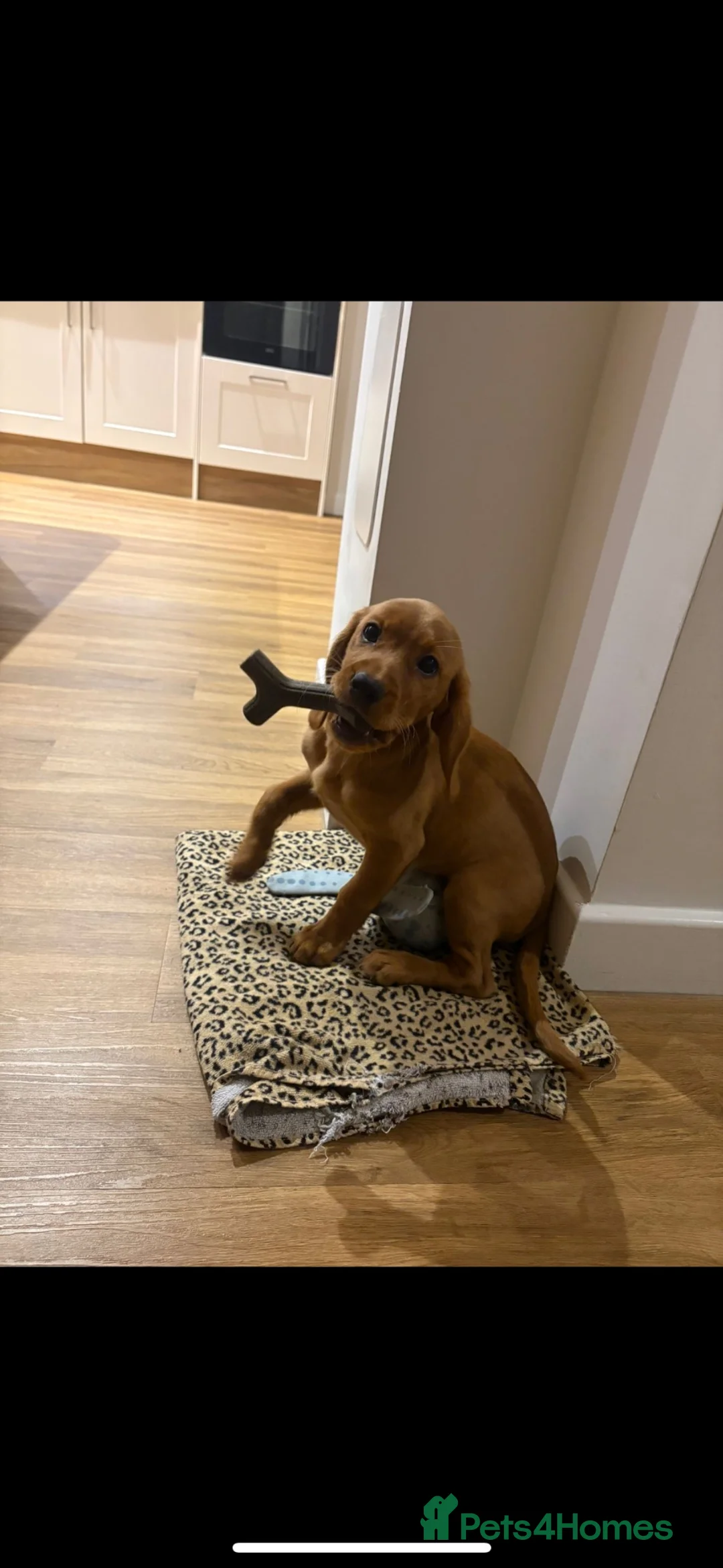 Cockerdor dogs for sale: 🐾 Stunning Cockerdor Puppies Expected 🐾 - Advert 6